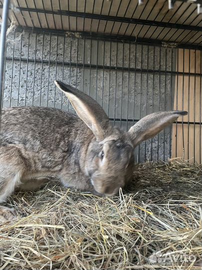 Кролики серый великан