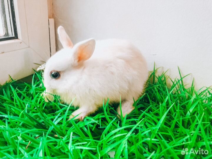 Карликовый кролик - супер мини