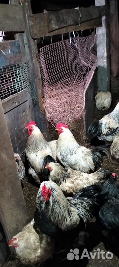 Продам петухов