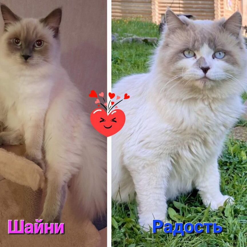 Котёнок регдолл