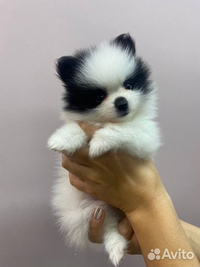 Померанский шпиц