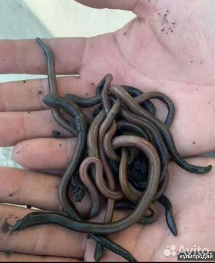 Зеленыe черви и личинка майского жука