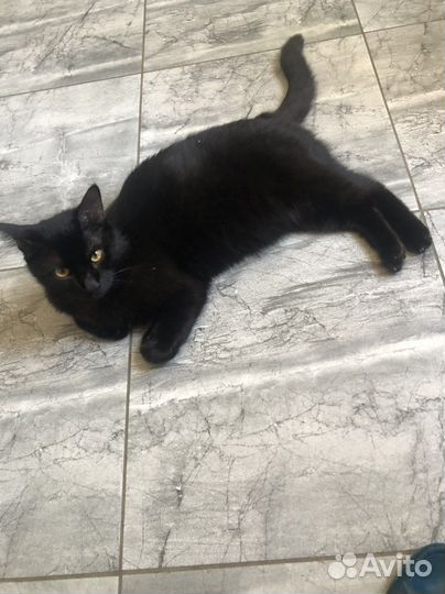 Кот в добрые руки