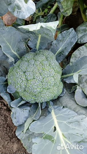 Капуста брокколи