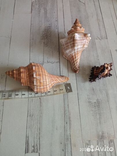 Ракушки, декоративные камушки для аквариума