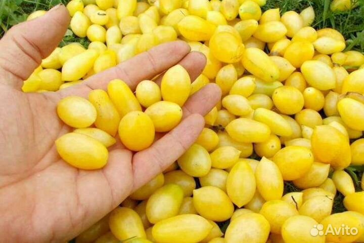 Томаты Сумасшедшие семена