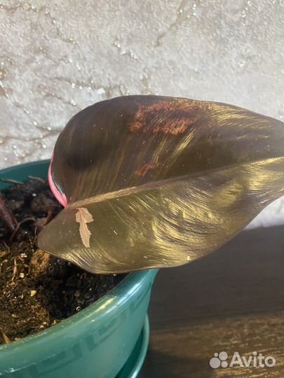 Филодендрон розовая принцесса