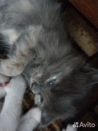 Отдам славных котят)