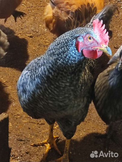 Петухи Брама, доминанта