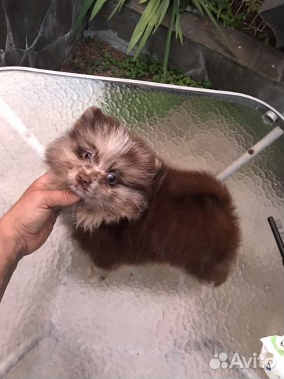 Шпиц мерле мерль мрамор