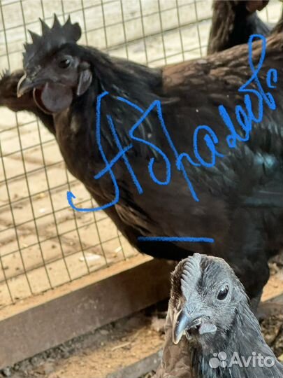 Курочки с цветным яйцом