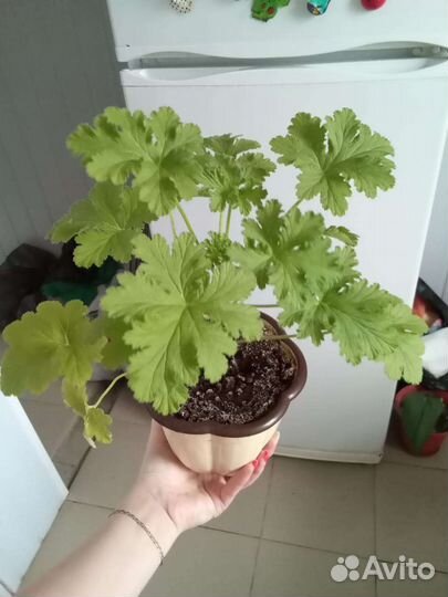 Пеларгония герань