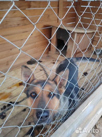 Домашние животные бесплатно собаки