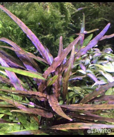 Аквариумные растения