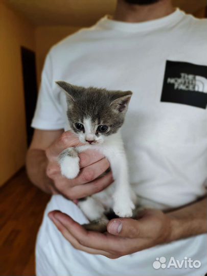 Котята в добрые руки бесплатно