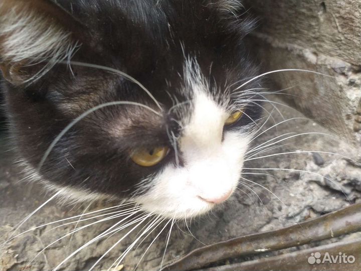 Отдадим 2 хороших котиков в добрые руки