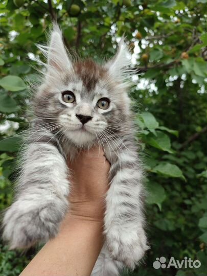 Котята мейн-кун