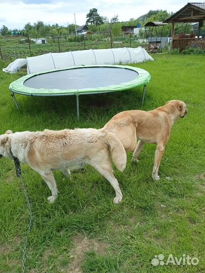 Армянский гампр щенки