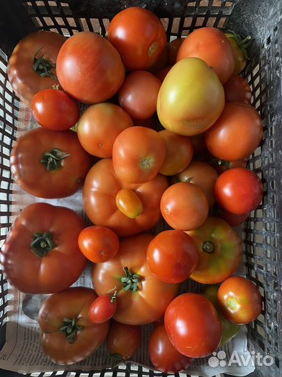 Свежие помидоры