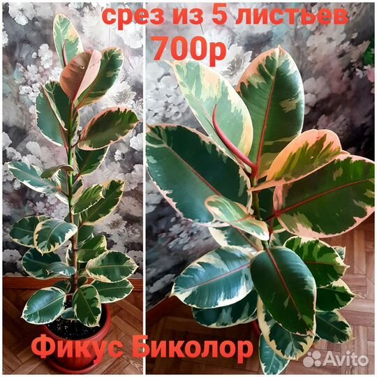 Фикус,Диффенбахия, Молочай гранта