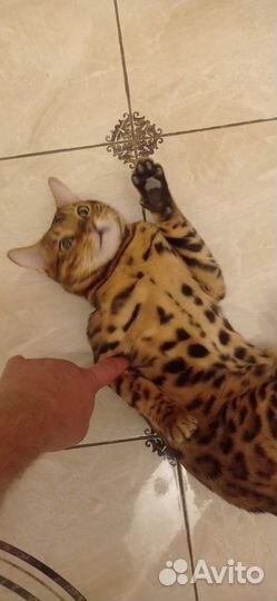 Бенгальский кот для вязки