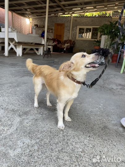 Маленькая собачка в дар в добрые руки