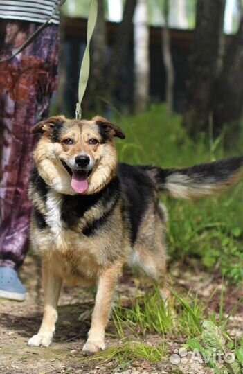 Собака в добрые руки