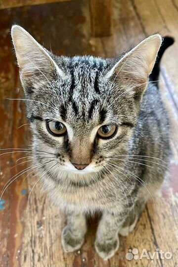 Котёнок мальчишка в добрые руки