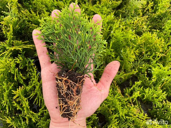 Доращивание саженцев туи