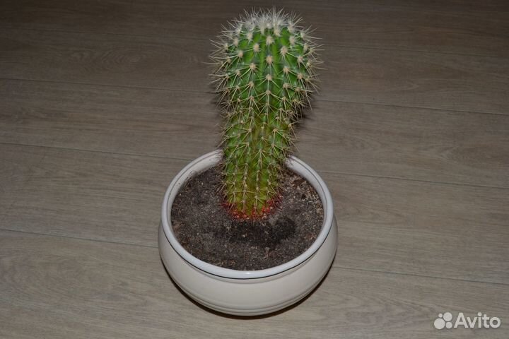 Горшок с кактусом