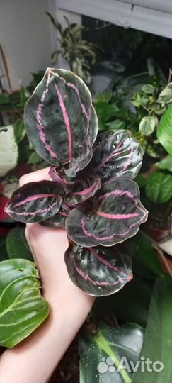 Калатея дотти, цветы комнатные