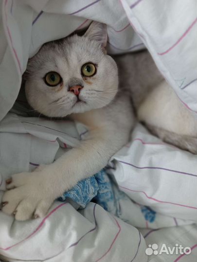 Кот британец серебристый шиншила на вязку