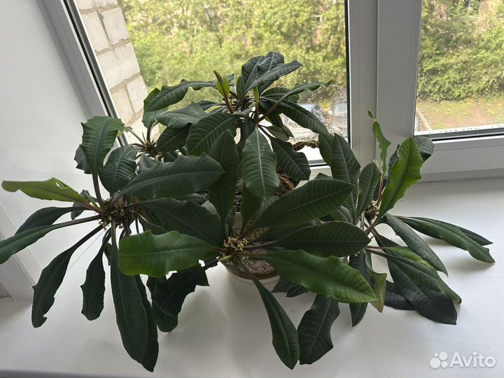 Молочай в керамическом горшке