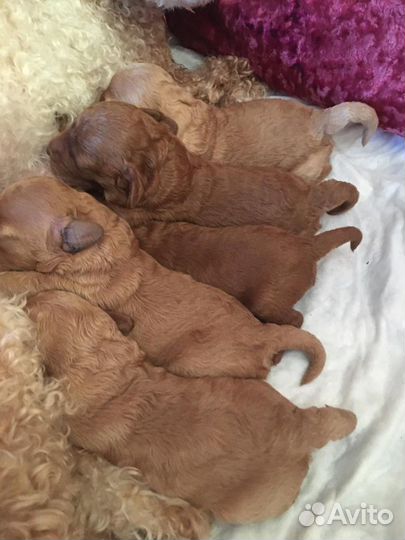 Пудель карликовый вязка