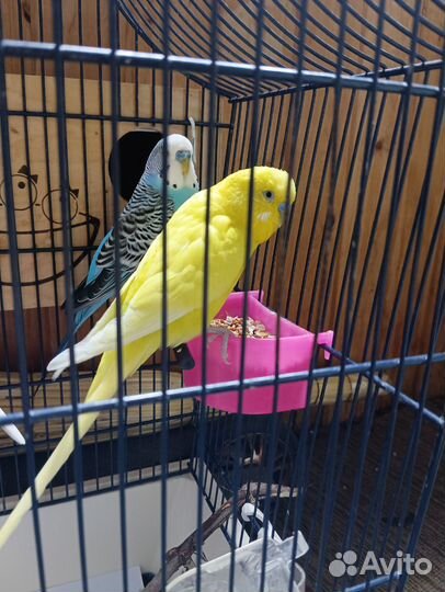 Волнистые попугаи