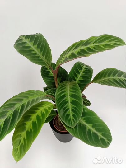 Калатеи микс