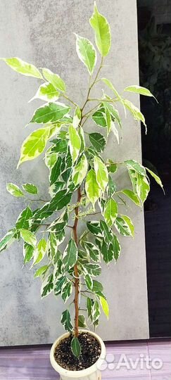 Фикусы сортовые