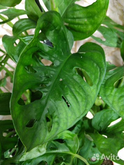 Монстера Манки