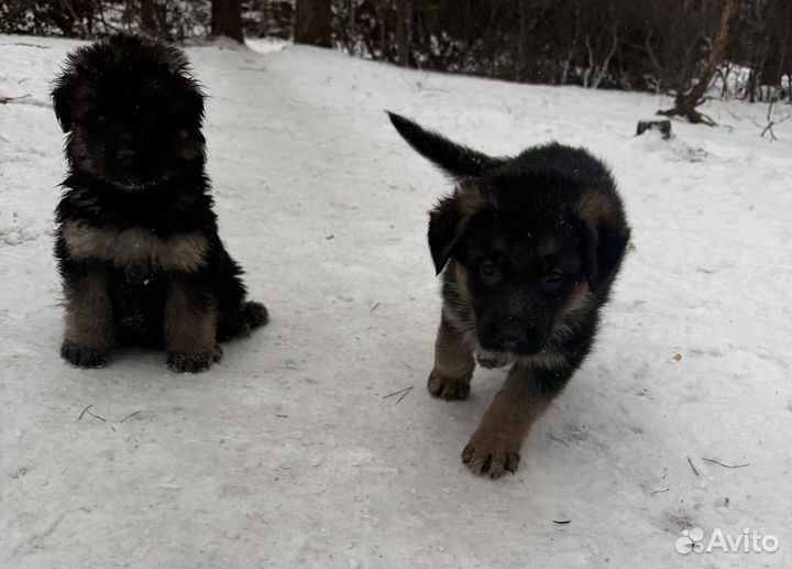 Щенки немецкой овчарки