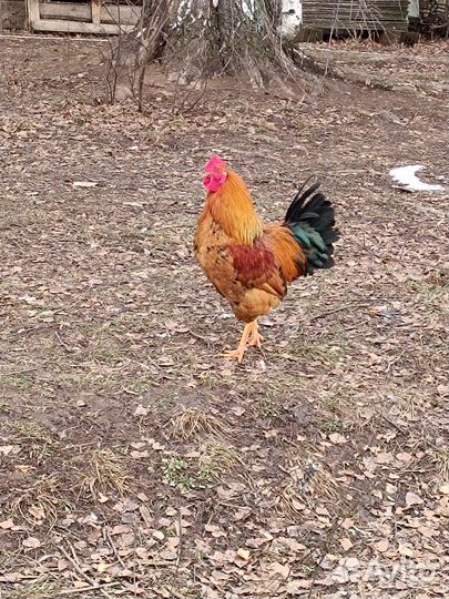 Петух кучинский юбилейный, возраст 10 месяцев