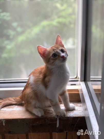 Рыжий котенок