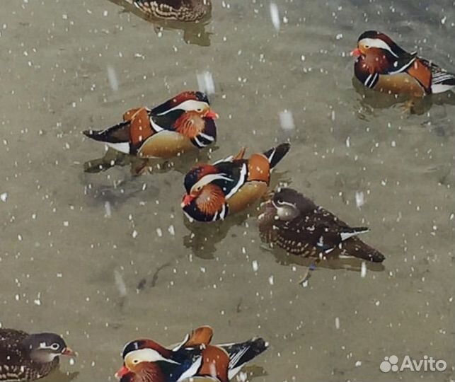 Декоративные утки (молодежь)