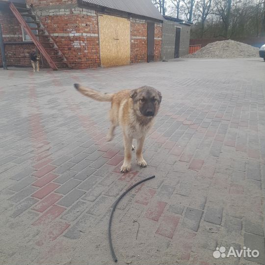 Отдам в добрые руки щенка