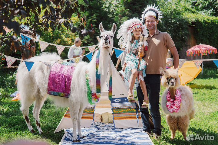 Шоу мини - пигов, любые хищники, птицы, цирк - шоу