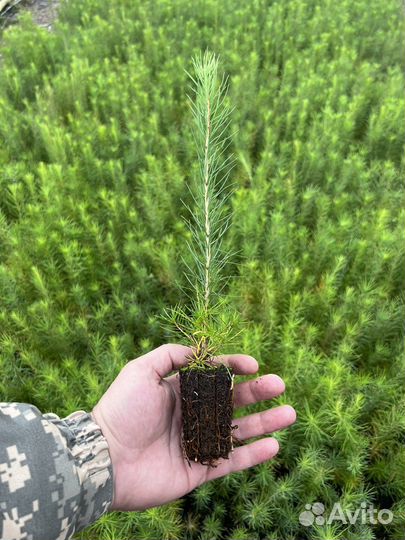 Зкс и окс Сосна Ель Лиственница сеянцы Голуб горн