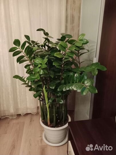 Замиокулькас большой