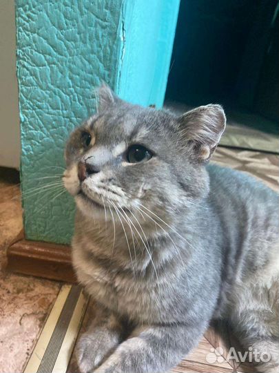 Кот скотиш страйт