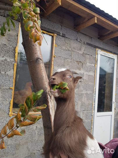 Козел ламанча