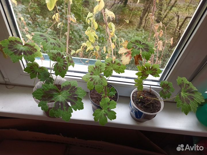 Герань садовая многолетняя