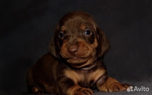 Кроличья такса